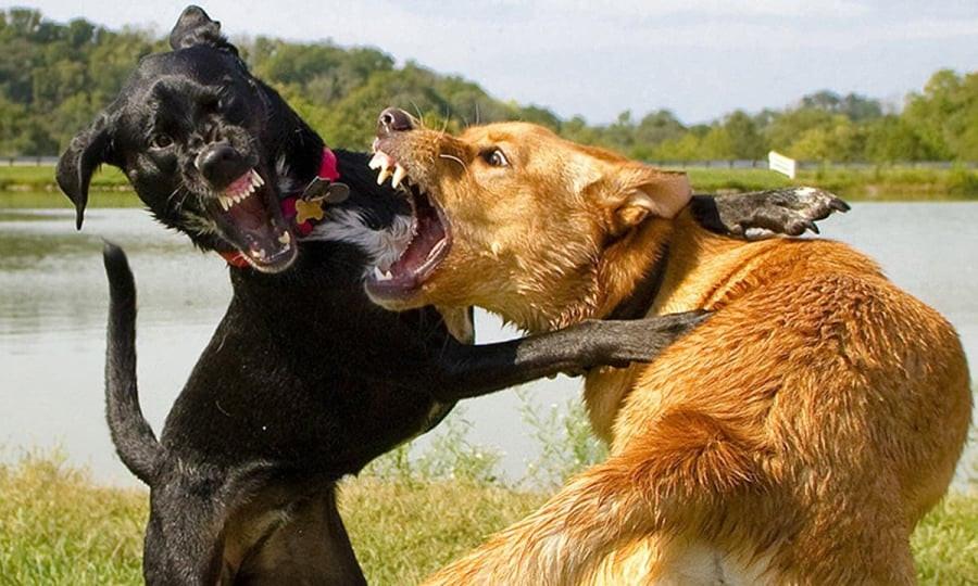 Chó Nhà Đẻ 3 Con: Giải Mã Quan Niệm Tốt Hay Xấu Trong Dân Gian