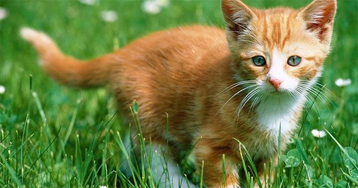 Dàn ý tả con vật