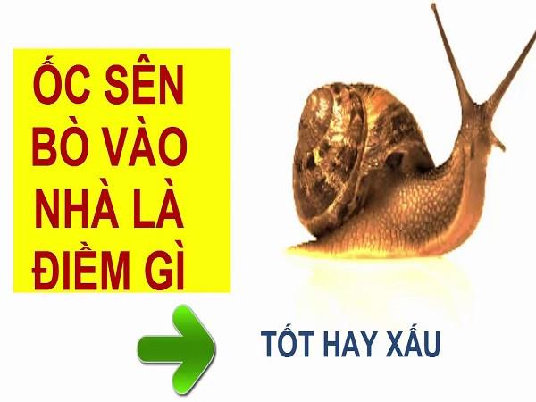 ốc sên bò vào nhà có tốt không theo phong thủy