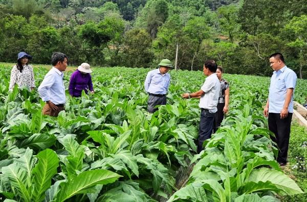 Ổn định, phát triển vùng nguyên liệu thuốc lá góp phần đẩy mạnh Chương trình Mục tiêu quốc gia Xây dựng nông thôn mới ở các tỉnh miền núi phía Bắc nước ta