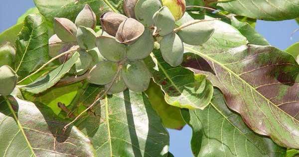 Dàn ý tả cây bàng lớp 4