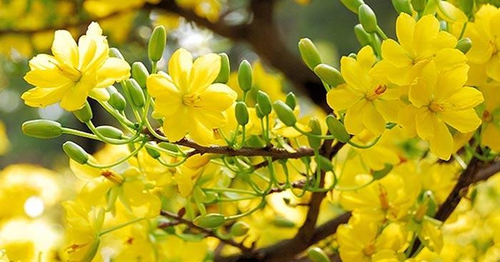 Xuân về của Nguyễn Bính