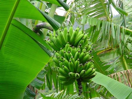 Tả cây chuối lớp 4