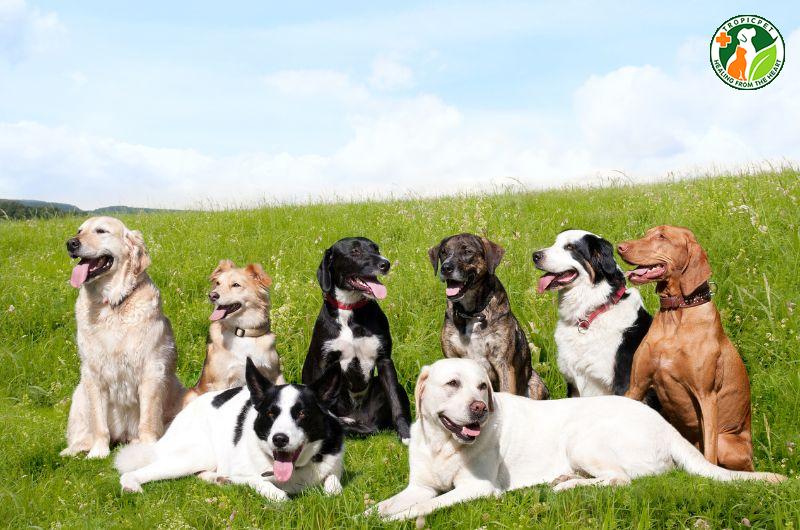 Cách tính tuổi chó