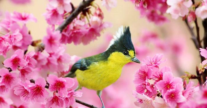 Sơ đồ tư duy phân tích khổ 2 và 3 bài thơ Mùa xuân nho nhỏ