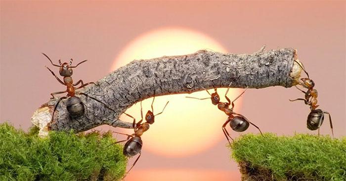 Sơ đồ tư duy nghị luận về đức tính chăm chỉ