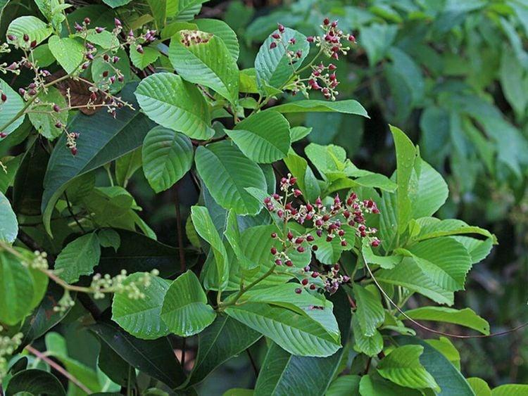 Cây chạc chìu xuất hiện nhiều ở các rừng thứ sinh