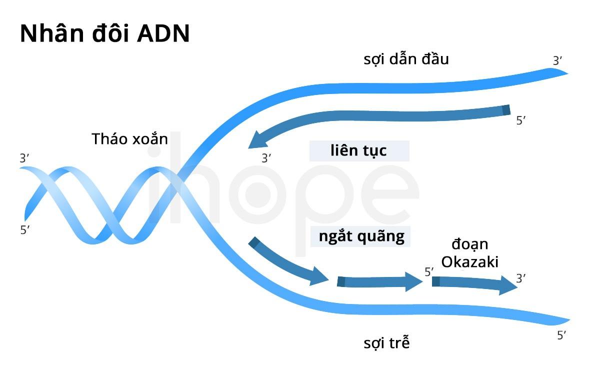Các bước nhân đôi ADN