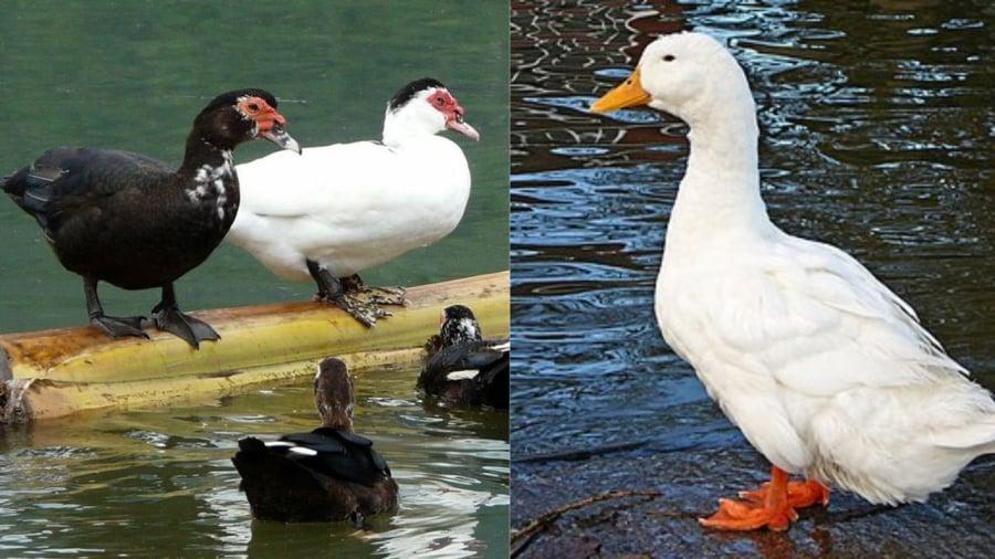 Rất nhiều người không phân biệt được vịt và ngan