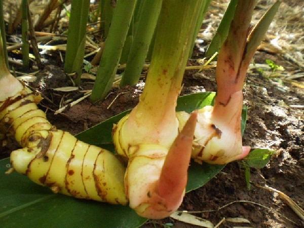Tác dụng phụ của củ riềng có thể bạn chưa biết