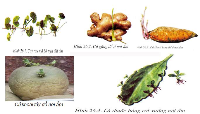 Lý thuyết Sinh học lớp 6 bài 26
