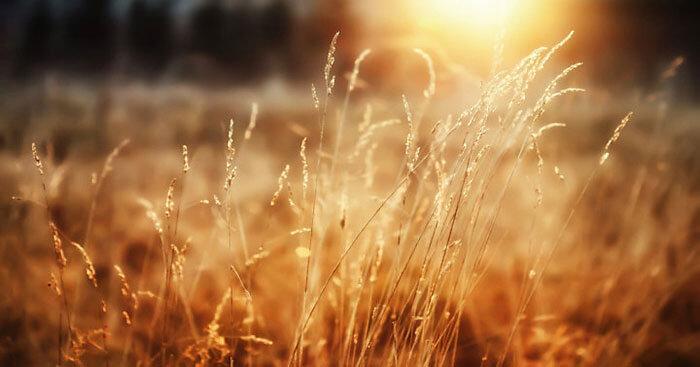 Soạn bài Nắng đã hanh rồi