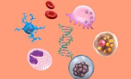 Một số tế bào trong cơ thể con người