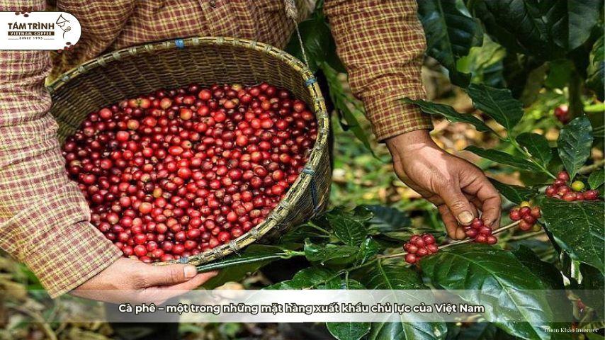 Cà phê - một trong những mặt hàng xuất khẩu chủ lực. Vậy Việt Nam xuất khẩu cà phê thứ mấy thế giới?