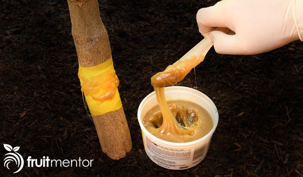 Áp dụng hàng rào keo Tanglefoot lên cây chanh.