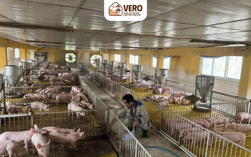 Thực trạng ngành chăn nuôi của nước ta hiện nay