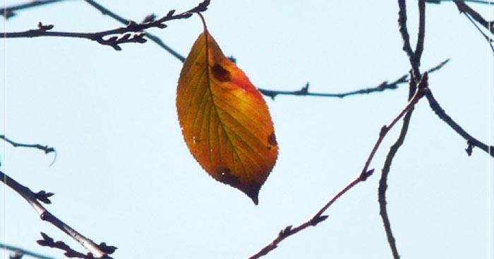 Chiếc lá cuối cùng