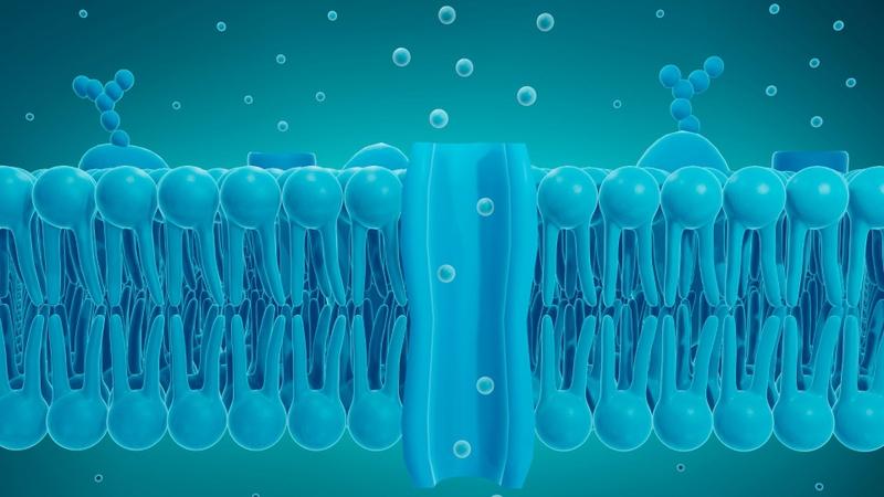 Cholesterol có chức năng gì và cách kiểm soát cholesterol 1