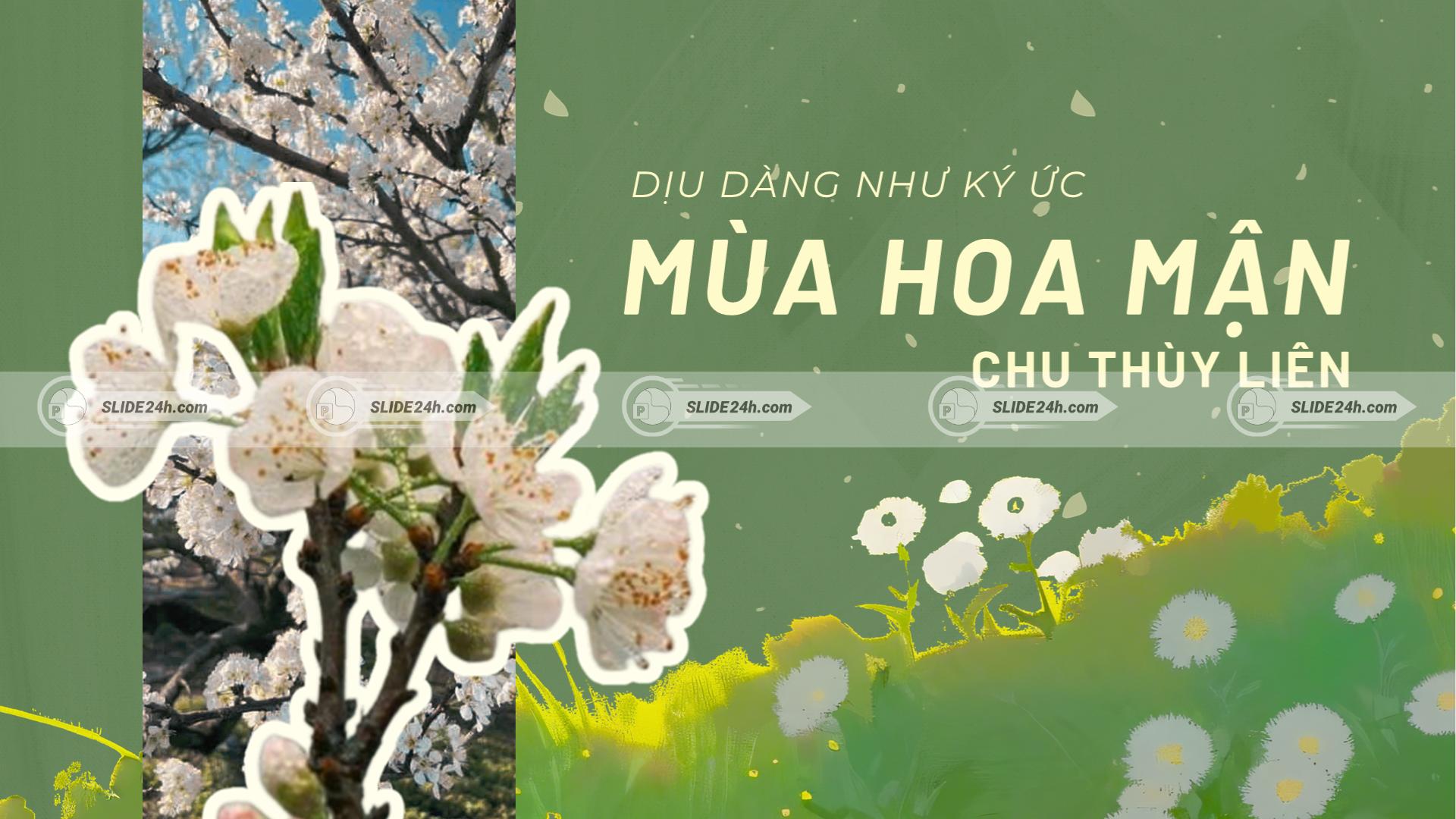 Mùa hoa mận của Chu Thùy Liên với hình ảnh hoa mận trắng, không gian Tây Bắc và nỗi nhớ quê hương tha thiết.
