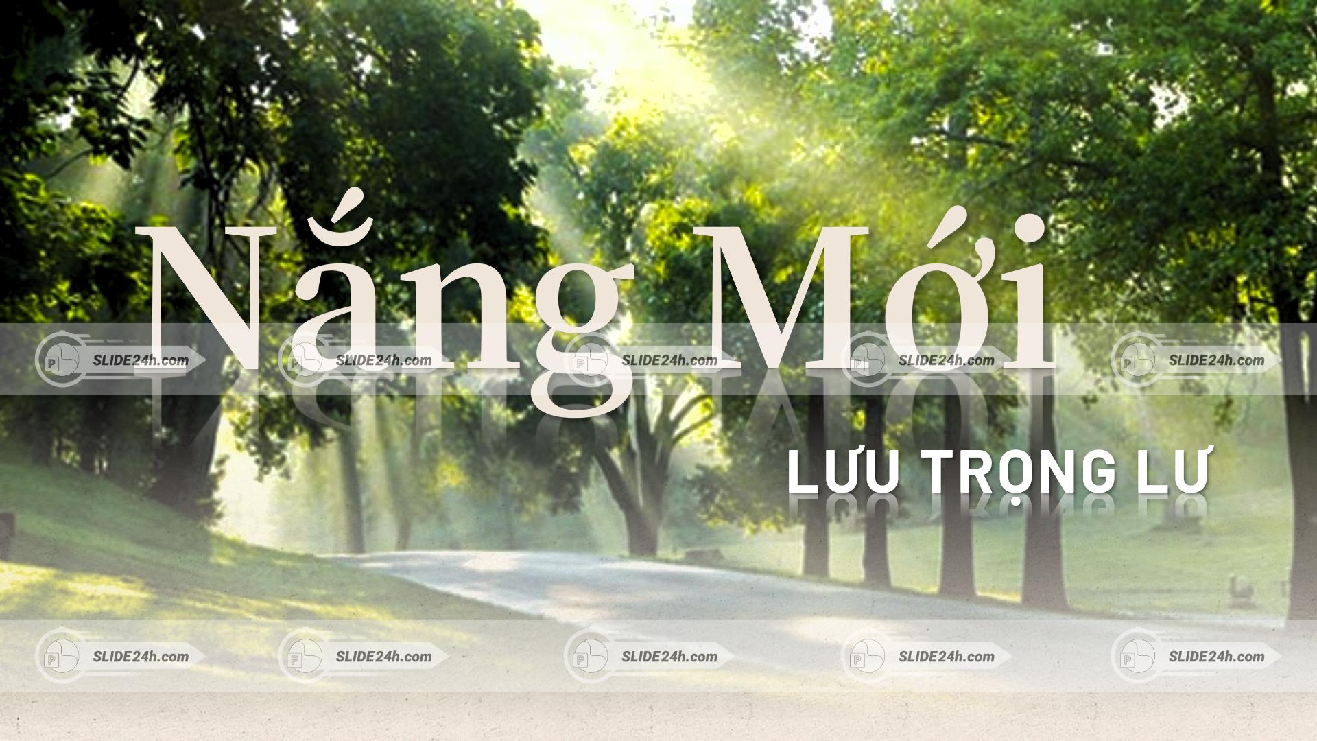 nắng mai xuyên qua tán cây trên con đường yên tĩnh gợi cảm hứng về nhà thơ lưu trọng lư