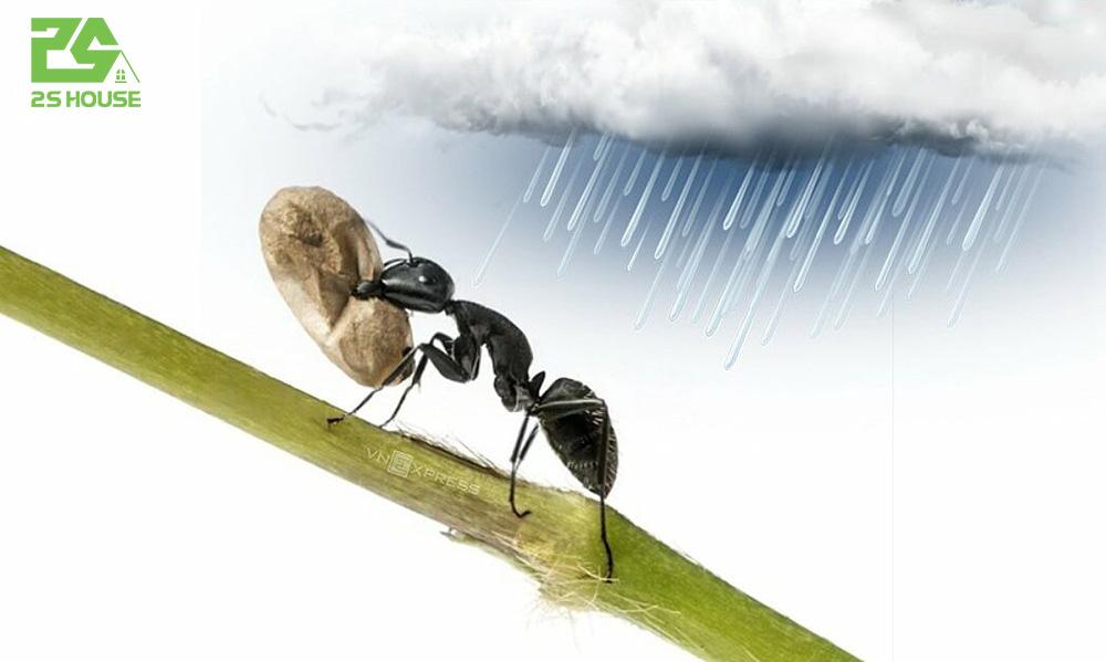 Tháng 7 kiến bò, chỉ lo lạt lụt