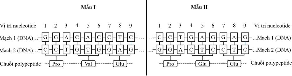 Phiếu trắc nghiệm Sinh học 12 cánh diều Bài 4: Đột biến gene