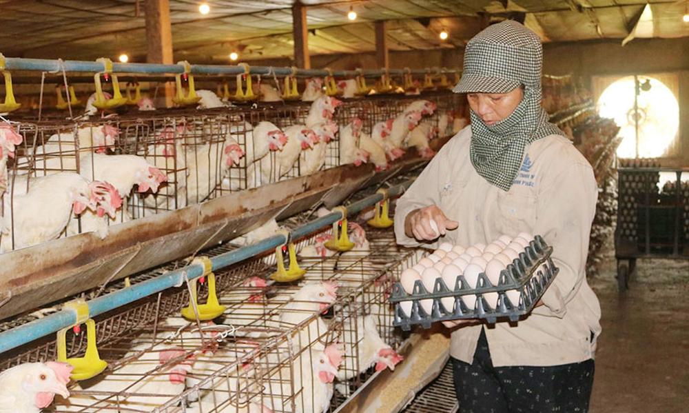 Chăn Nuôi Gia Cầm Ở Nước Ta Hiện Nay