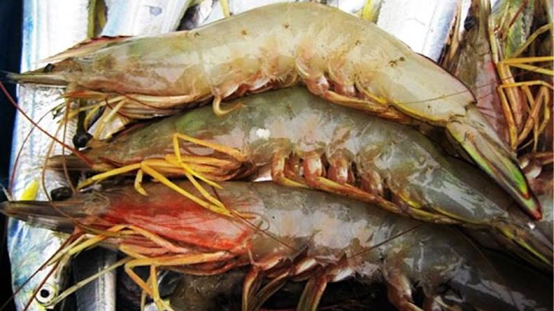 Cách phân biệt tôm he và tôm sú