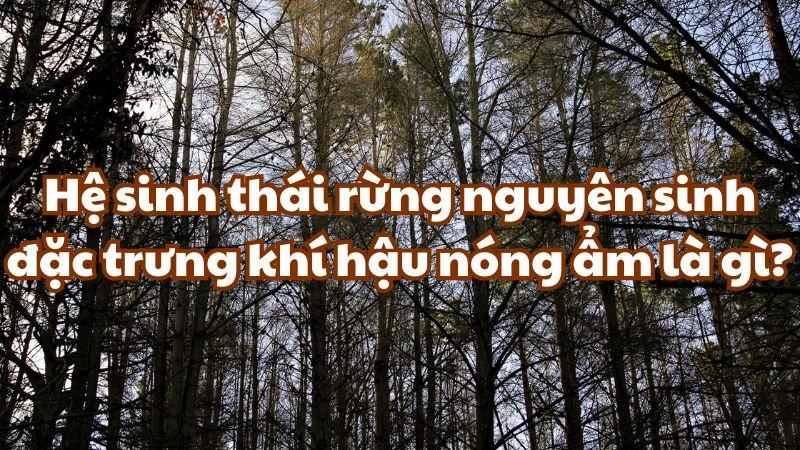 Hệ sinh thái rừng nguyên sinh đặc trưng khí hậu nóng ẩm là gì?