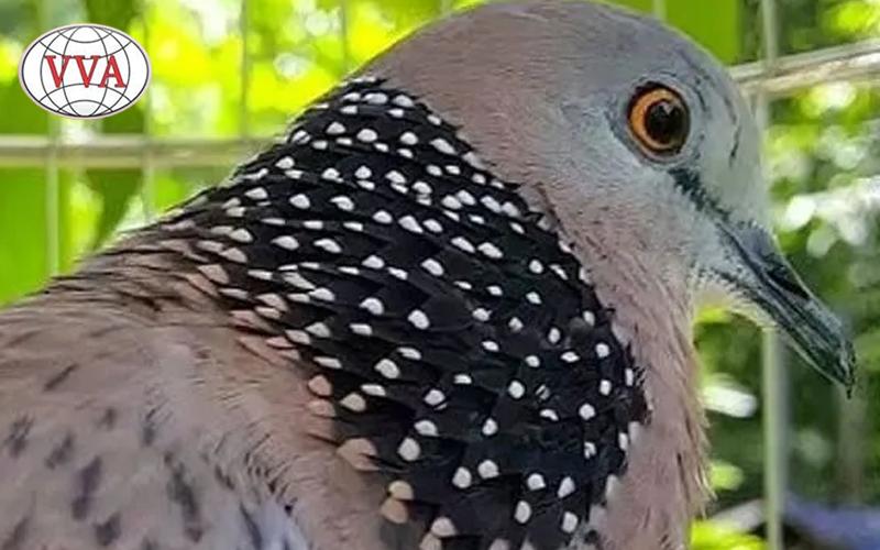 Hình 1: Đầu và mỏ chim cu gáy