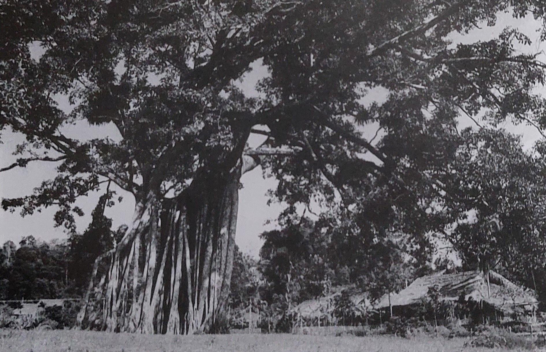 11-bs1-2-2870.jpg
