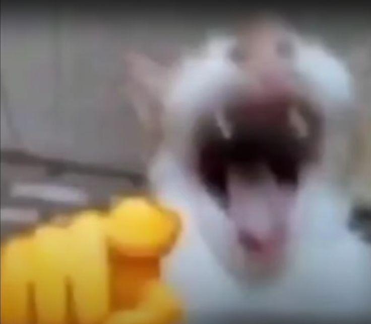 Meme chỉ tay