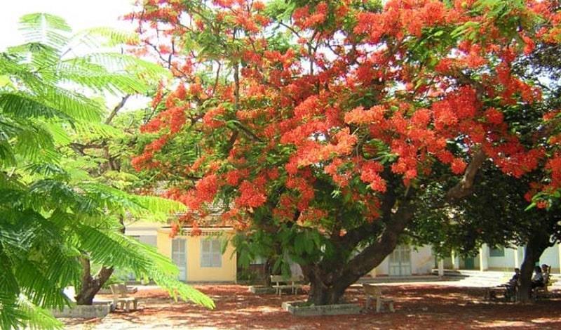 Hoa phượng nở là mùa chia tay bắt đầu