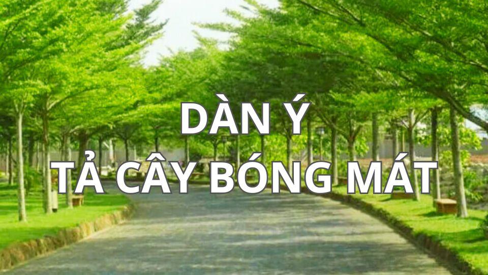 Dàn ý bài tập làm văn lớp 4 tả cây bóng mát. (Ảnh: Internet)