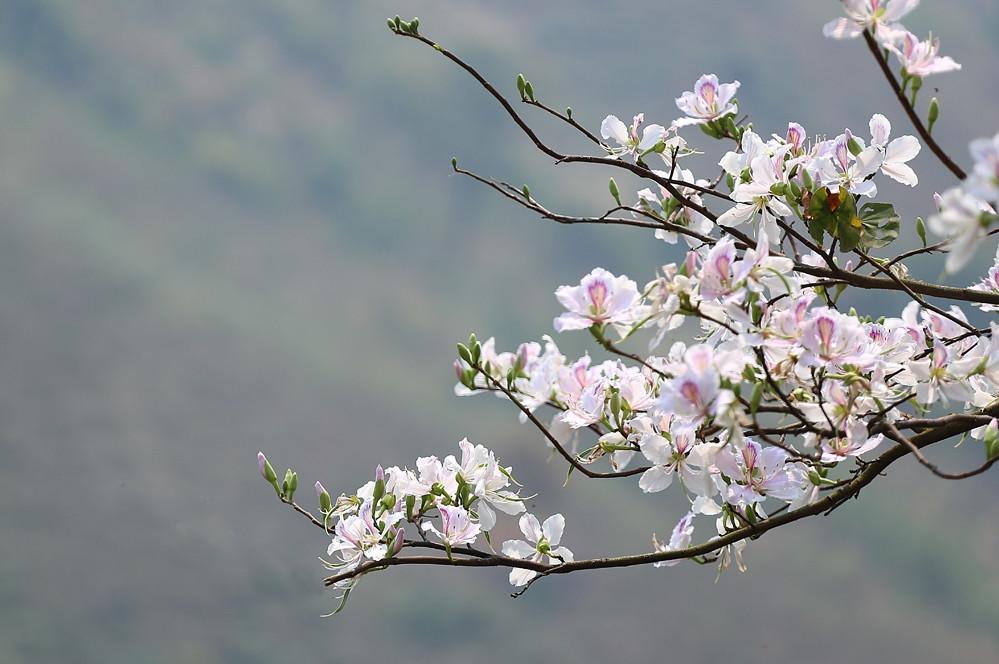 Vẻ đẹp dịu dàng của hoa ban (ảnh Ngọc Thành)
