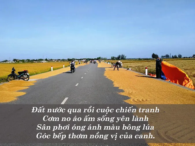 tho-ve-cay-lua-voh-0