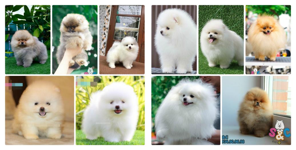 Có nên mua chó Phốc sóc trên chợ tốt