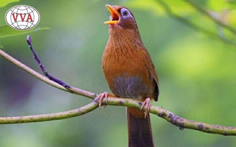 Hình 1: Chim Họa Mi hót hay
