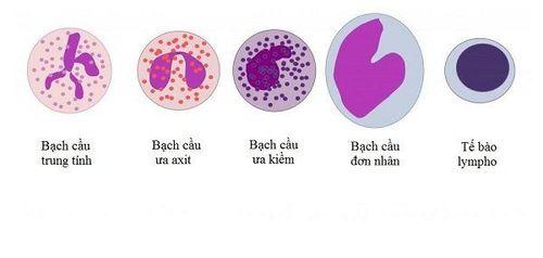 5 loại tế bào bạch cầu